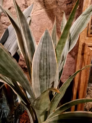 Svärdslilja "Metallica"