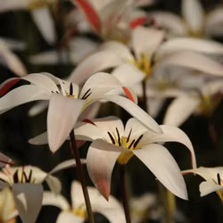 Clusiana var. Stellata