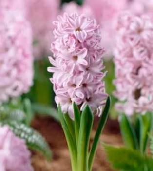 Hyacint "Splendid Cornelia"