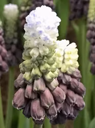 Muscari Grape Ice