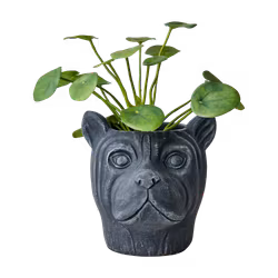 CAMILLE Kruka, Svart