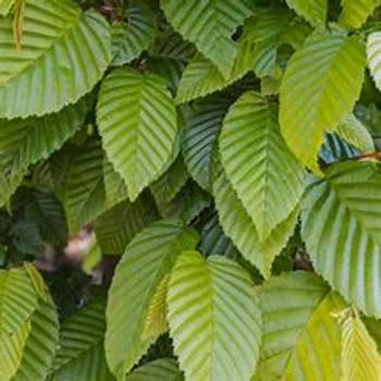 Avenbok, Carpinus betulus