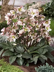 Helleborus "Glenda's Gloss"