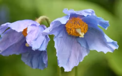 Blå bergvallmo "Hensol violet"