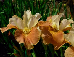 Iris sibirica "Sun Grooves"