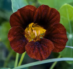 Blomsterkrasse "Black Velvet"