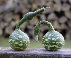 Flaskkurbits "Speckled Swan"