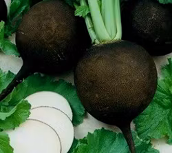 Svart rädisa
