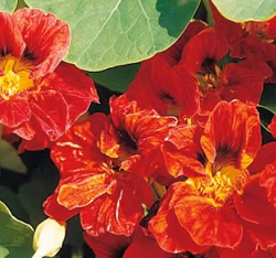 Blomsterkrasse "Mahonagy"