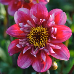 Hootenanny Swan Island