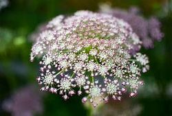 Blomstermorot "Dara"