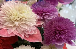 Anemon Coronaria mix