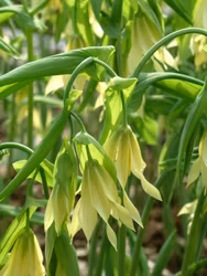 Grönaktig blåklocka "Pallida"