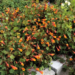 Knölkrasse "Ken Aslet"