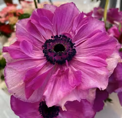Anemon Coronaria "Fucsia"