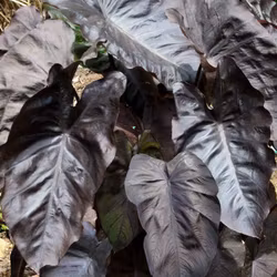 Colocasia "Black Coral"