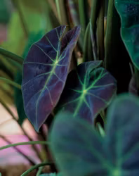 Colocasia "Illustris"