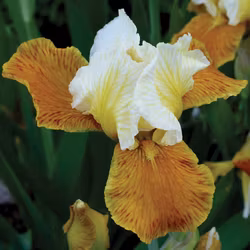Iris "Honey Glazed"
