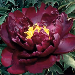 Pion "Monsieur Martin Cahuzac"