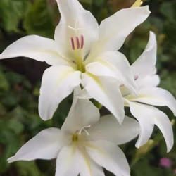 Gladiol colvillei "Albus"