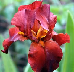 Iris "Sultan's Pallace"