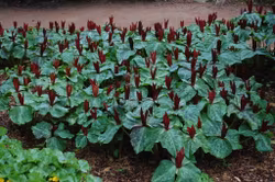 Trillium sessile