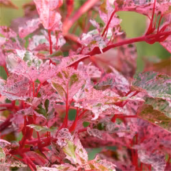 Acer conspicuum – Red Flamingo