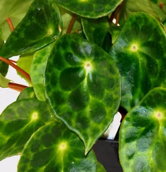Begonia Kingiana⁶