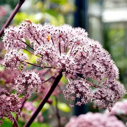 Angelica sylv. Lila Kvanne