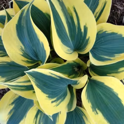 Hosta "Autumn Frost"