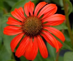 Echinacea "Tomato Soup"