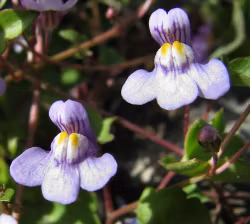Cymbalaria muralis 'Globosa Rosea'