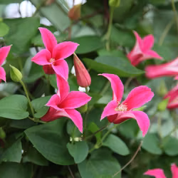 Clematis "Princess Diana"