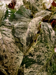 Syngonium "Mottled"