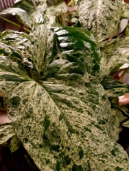 Syngonium "Mottled"