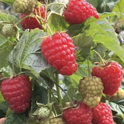 Rubus idae. Mormorshallon