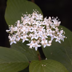 Cornus Alba Kesselringii