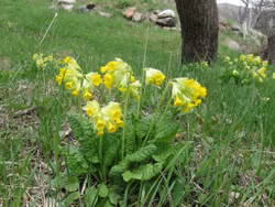 Primula Veris, gullviva