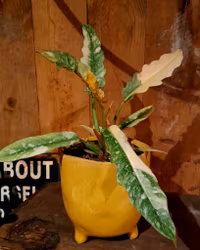 Philodendron "Ring of Fire"