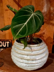 Philodendron "Gloriosum"