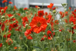 Nejlikerot "Mrs Bradshaw"