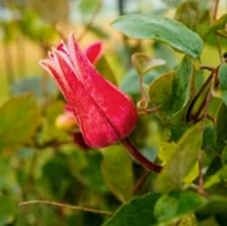 Clematis " King's Glory"