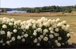 Vidjehortensia Annabelle