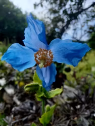 Blå bergvallmo "Hensol violet"