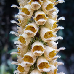 Fingerborgsblomma "Gigantea"