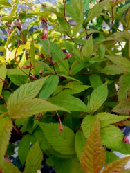 Trebladsspirea