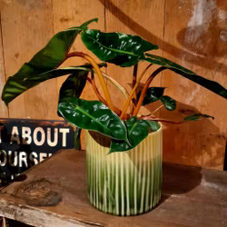Philodendron Billietiae