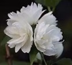 Kameliaschersmin "Snowbelle"