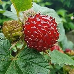 Rubus Raspberry Tower