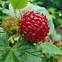 Rubus Raspberry Tower - TagesiSöndraby
